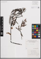Foto von Salix eleagnos Scop.